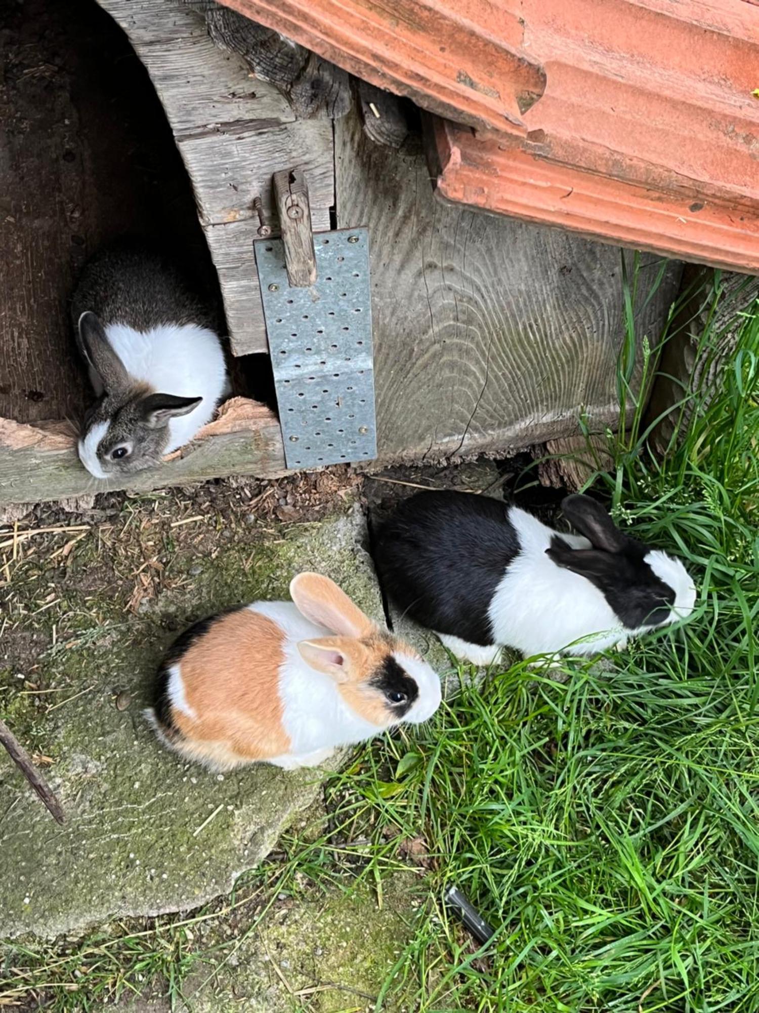 Ferienwohnung Auf Bauernhof Mit Hotpot Und Sauna Sumiswald Exteriör bild